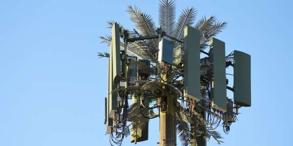 Cell tower disguised with a fake palm tree in this image from Shutterstock